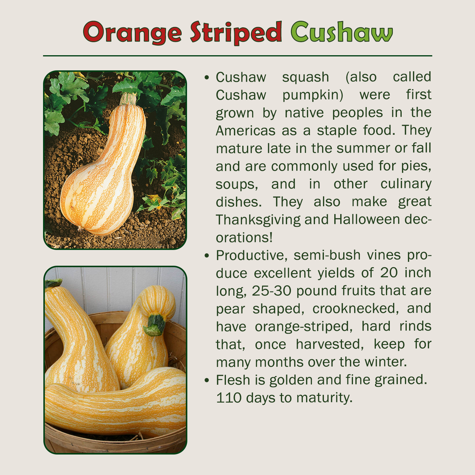10 Orange Striped Cushaw Pumpkin / Squash Seeds, Heirloom, Non-GMO, Genuine USA