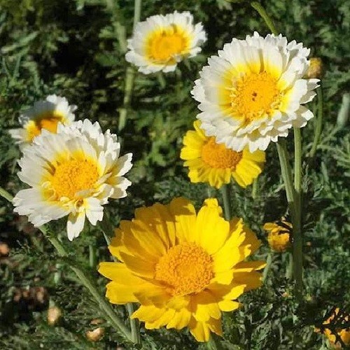 Crown Garland Daisy Seeds AKA Chrysanthemum coronarium antimonio mirabeles Moya