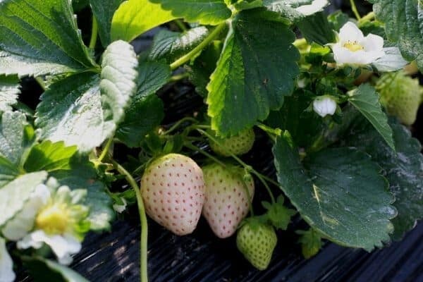 100+White Strawberry Seeds Pineberry Hula berry Alpine berry Container GardenUSA