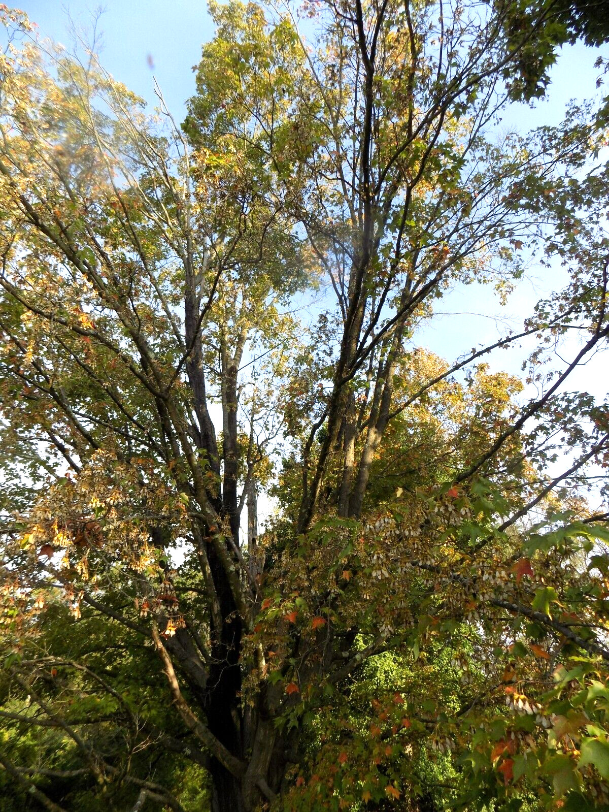20 COLUMNAR SUGAR MAPLE SEEDS – Acer saccharum ‘Columnare’