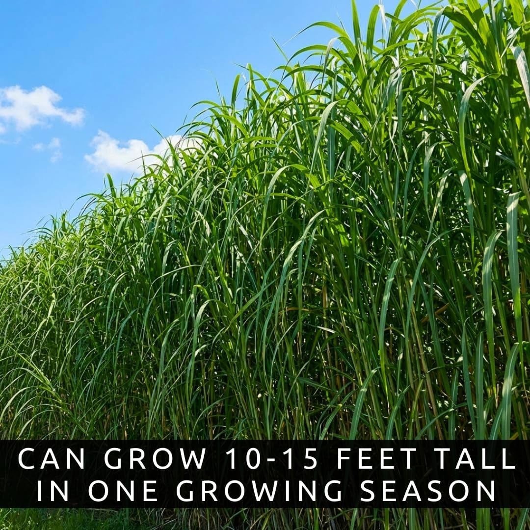 250 Elephant Grass Seeds – Grow the Tallest Natural Privacy Barrier at 15 Feet
