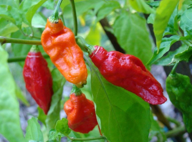 Ghost Pepper Seeds, Bhut Jolokia, EXTREMELY HOT PEPPER, Genuine USA, FREE SHIP