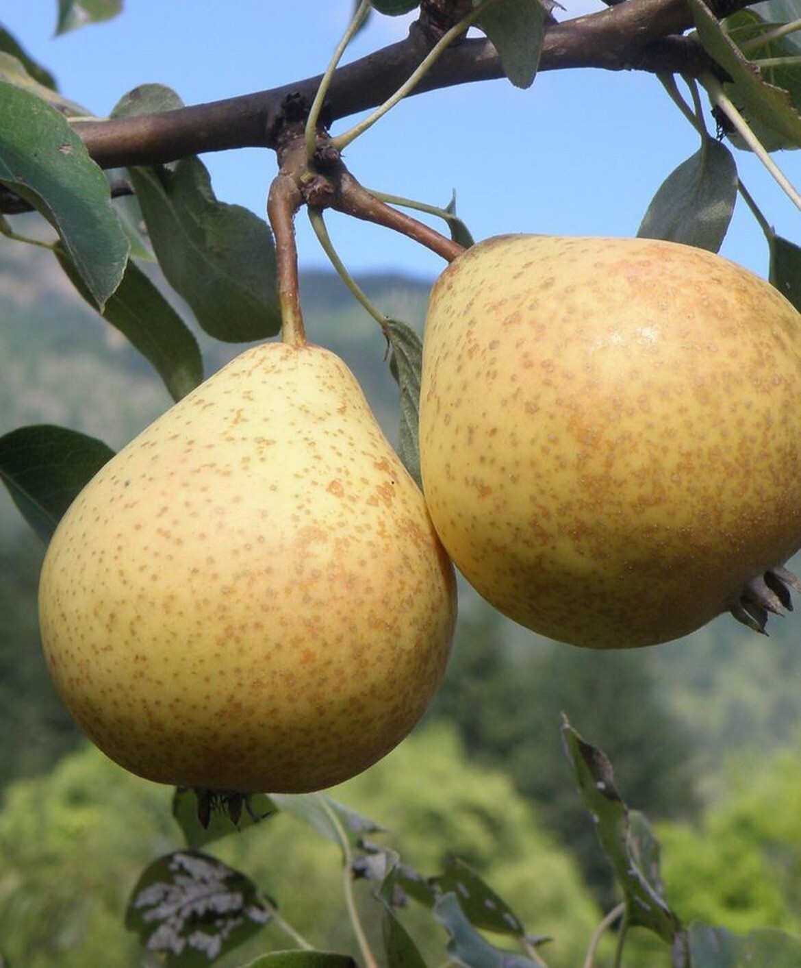 1 grafted tree Hendre Huffcap Cider Pear plant 15-18” tall
