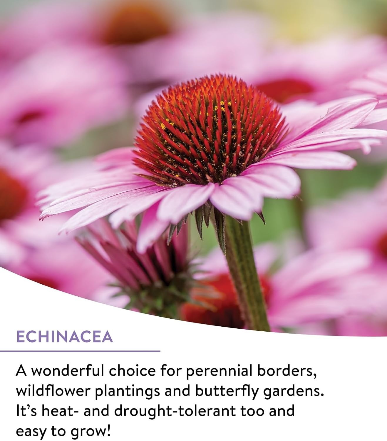 Burpee Wildflower 25,000 Bulk, 1 Bag, 18 Varieties of Non-Gmo Flower Seeds Polli