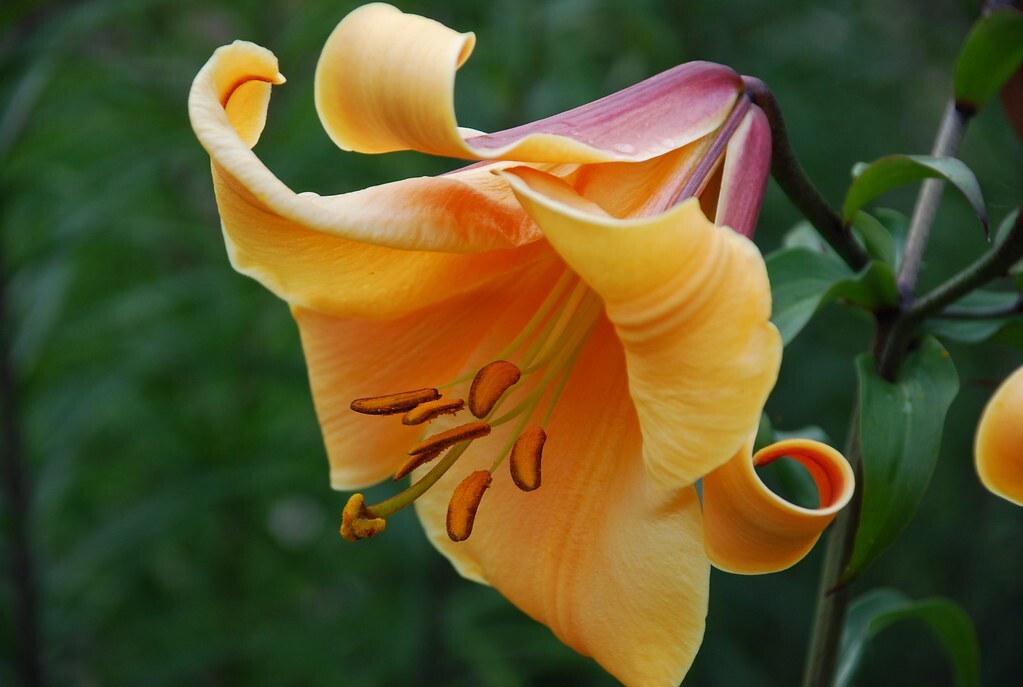 PICK YOUR LILY – CHOOSE FROM 35 DIFFERENT VARIETIES!!! EASY TO GROW FLOWER BULBS
