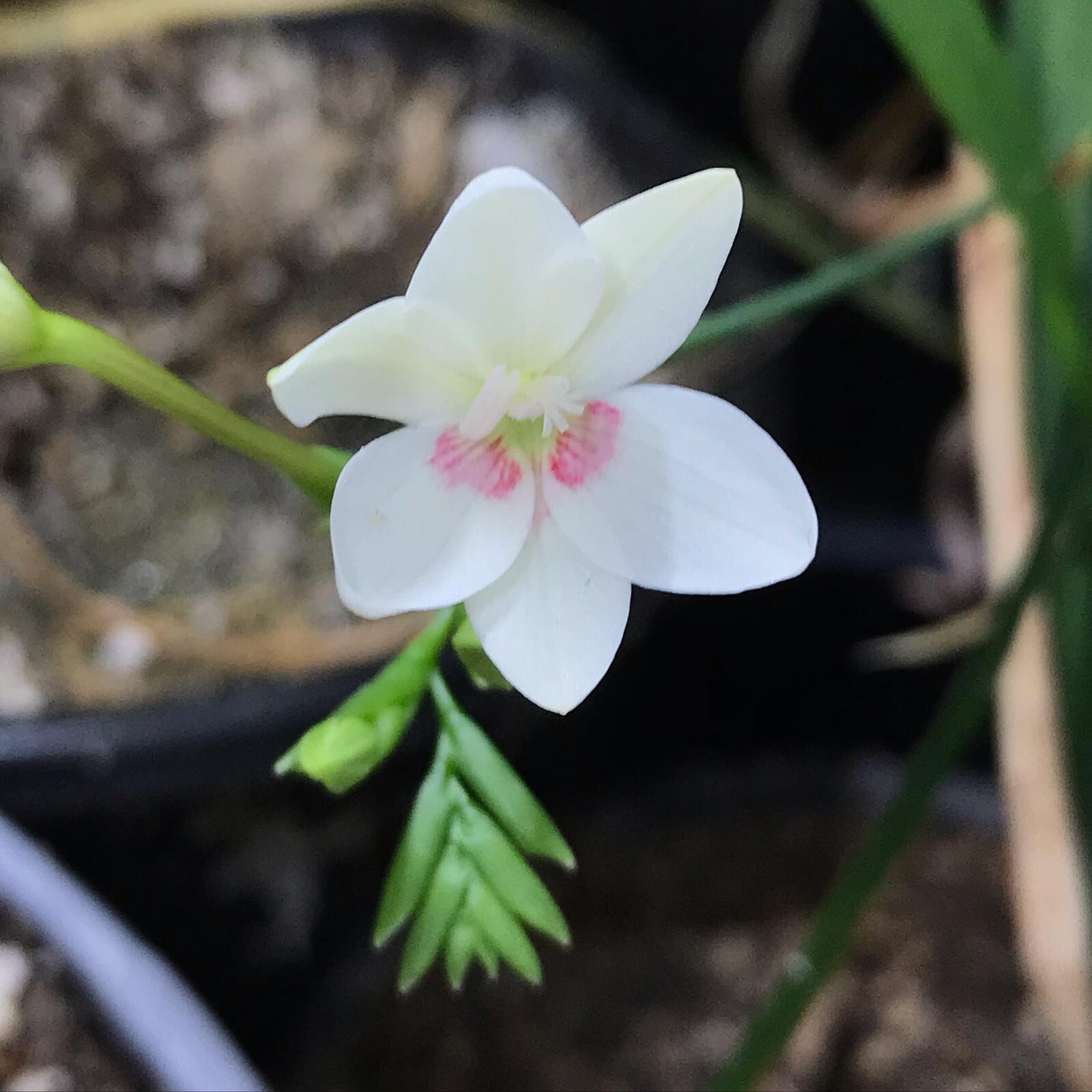 Freesia laxa “white flower” Seeds, Subtropical Flowering Bulb Plant