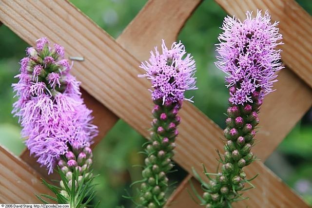 Liatris spicata | Blazing Star | 10 Seeds