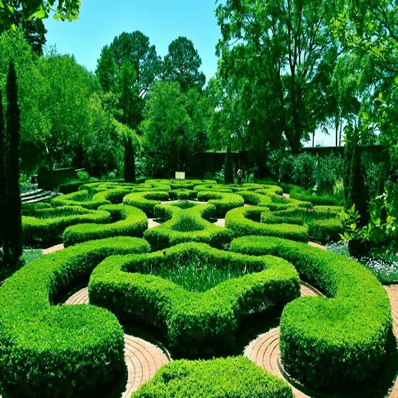 Common English Boxwood Tree Seeds (Buxus sempervirens) Hardy Landscaping Shrub