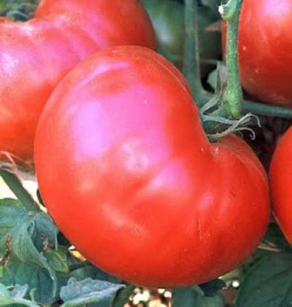 Tomato Seeds, Red Ponderosa Tomato Seeds, “COOL BEANS N SPROUTS” Brand. Heirloom