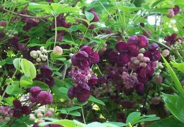 Akebia quinata | Chocolate Vine | Fiveleaf Akebia | 5 Seeds
