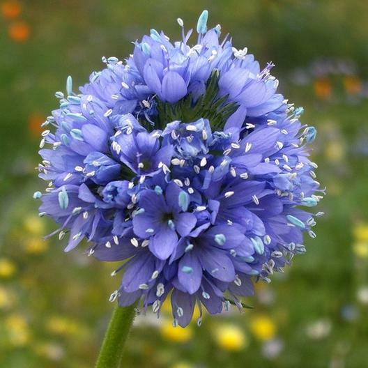 GLOBE GILIA Annual Light Blue Flowers Wildflower Sun or Shade Non-GMO 500 Seeds