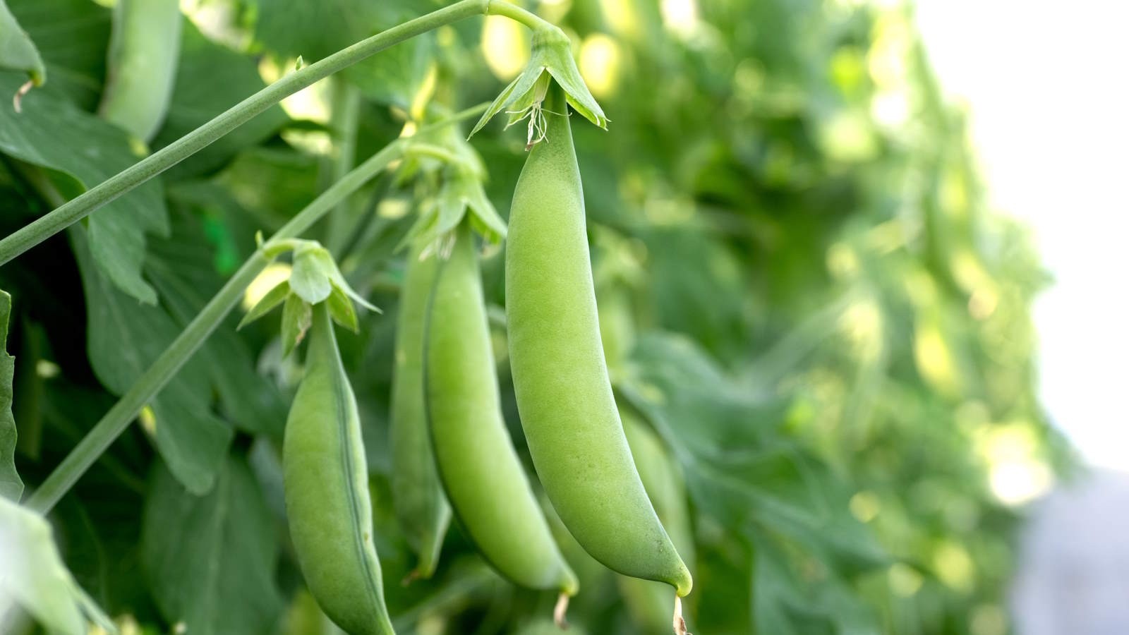 Sugar Snap Pea Seeds – Heirloom, Non-GMO, Sweet & Crunchy Garden Vegetable