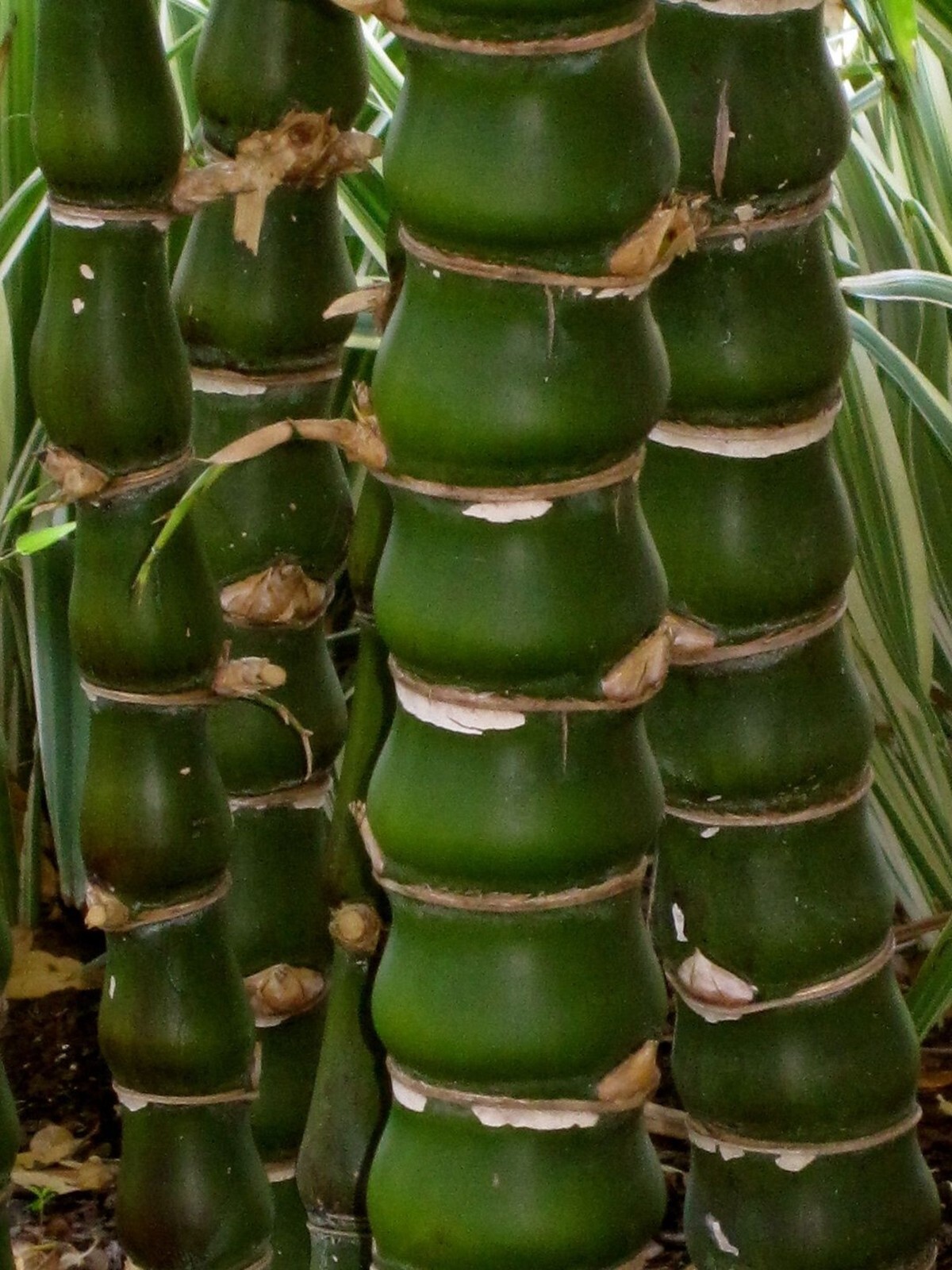 100 Buddha Belly Bamboo Seeds Perennial Ornamental Seed Privacy US SELLER