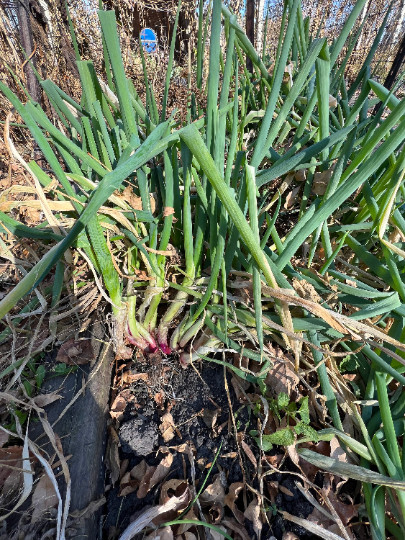 Perennial 25 Red welsh onion seeds zone 4-10