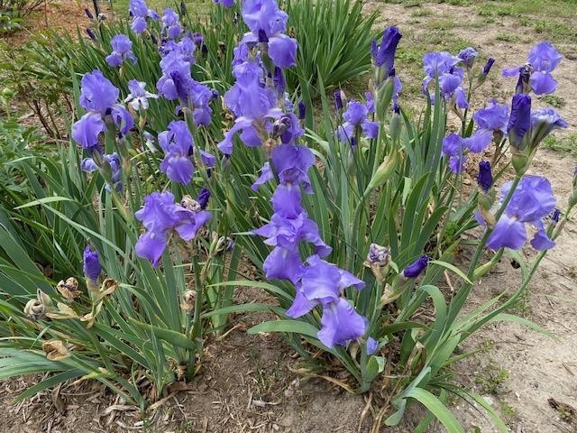 5 REBLOOMING Iris Rhizome “Summer Holidays” Tall Blue Bearded Repeats Early/Late