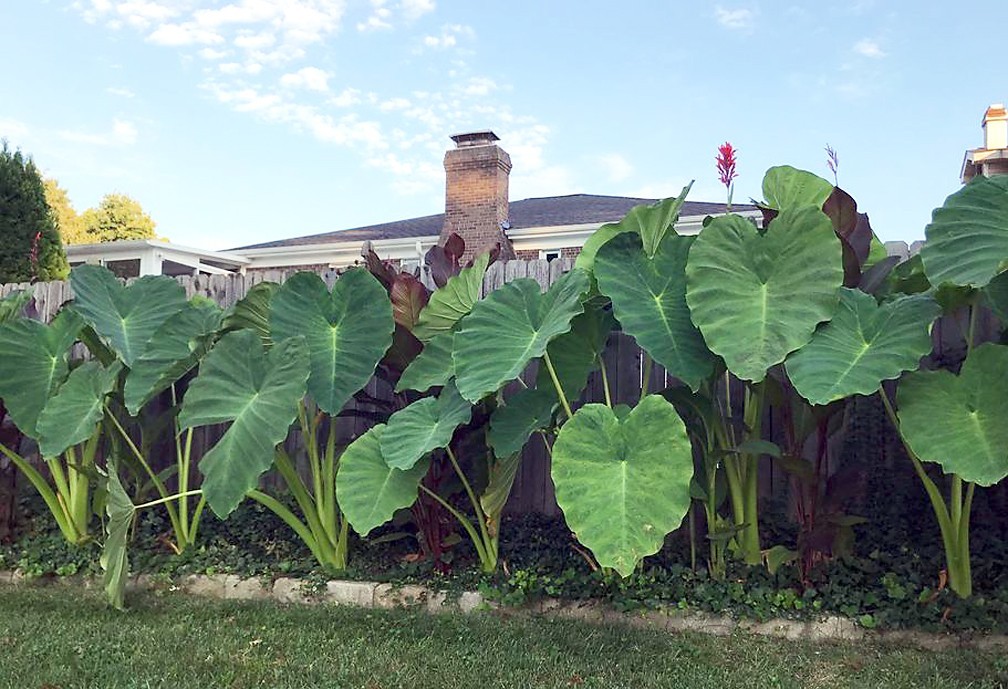 1 LIVE Colocasia Esculenta Elephant Ear Taro Gabi Kalo Eddo Bulbs READY to GROW