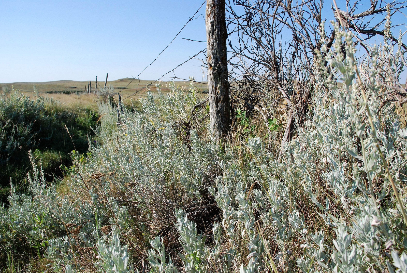 100 SILVER SAGEBRUSH Artemisia Cana Dwarf Sagebrush Wormwood Herb Flower Seeds