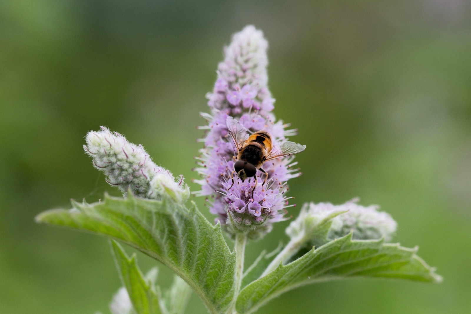 250 PEPPERMINT MINT Mentha Piperita Herb Flower Seeds