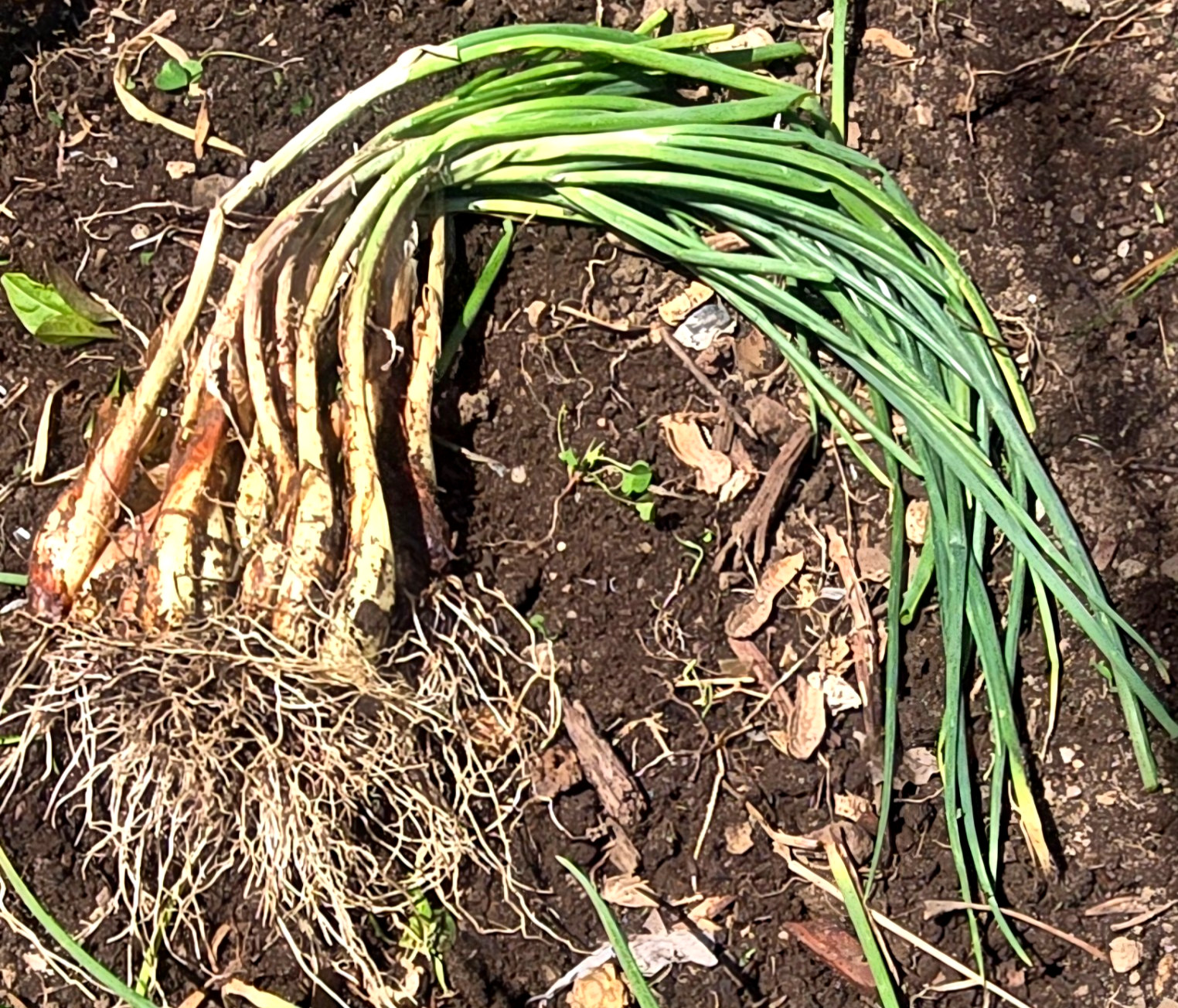 20 Chive Plants/Bulbs – Perennial Non-GMO Green Onions, Mosquito Repellent