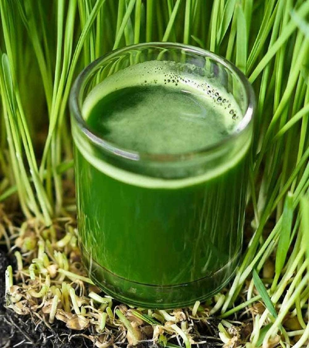 Wheatgrass Seeds for Sprouting Microgreens, COOL BEANS N SPROUTS,