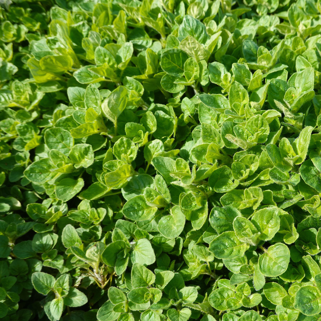 Fresh Oregano Seeds | Italian | Herb | Culinary | Heirloom Non-GMO | Herb Seeds