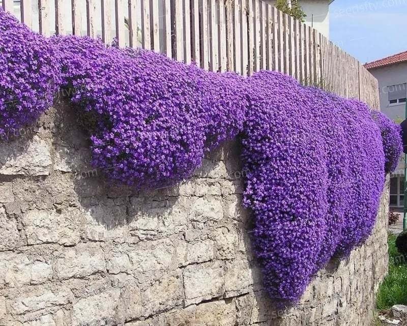 1000+pcs Creeping Thyme Seeds for Planting – Non-GMO Ground Cover Flowers