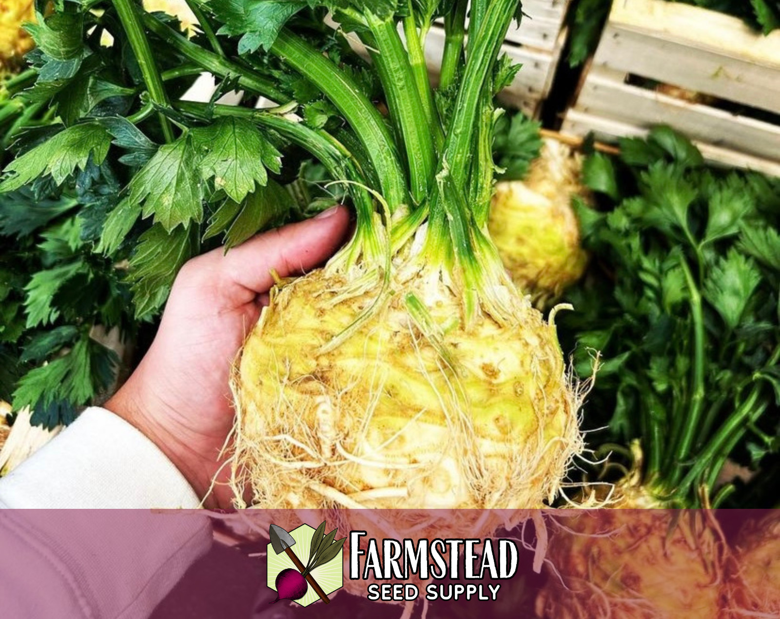 10,400+ Celeriac Seeds [Giant Prague] Vegetable Gardening, Heirloom, Non-GMO