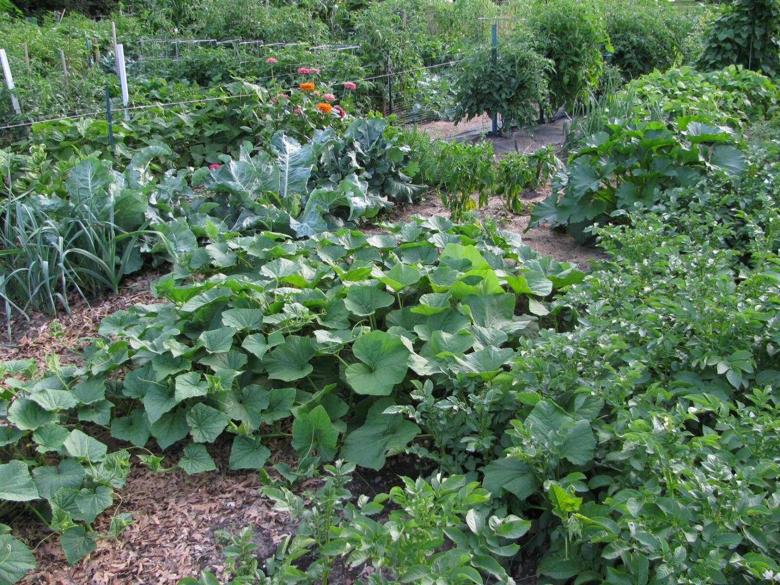 Survivalist/Prepper Seed Cache, Huge 300,000 Veggie, Fruit & Sprout Seeds