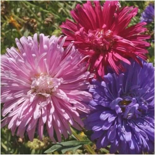 3 – Crego Mixture China Aster Seeds For Planting (Callistephus chinensis) 1,000