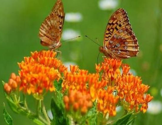 BUTTERFLY WEED 25 FRESH SEEDS FREE USA SHIPPING MILKWEED ASCLEPIAS TUBEROSA