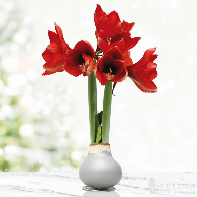 Silver Waxed Amaryllis Bulb with Stand, Live Indoor Blooming Plant