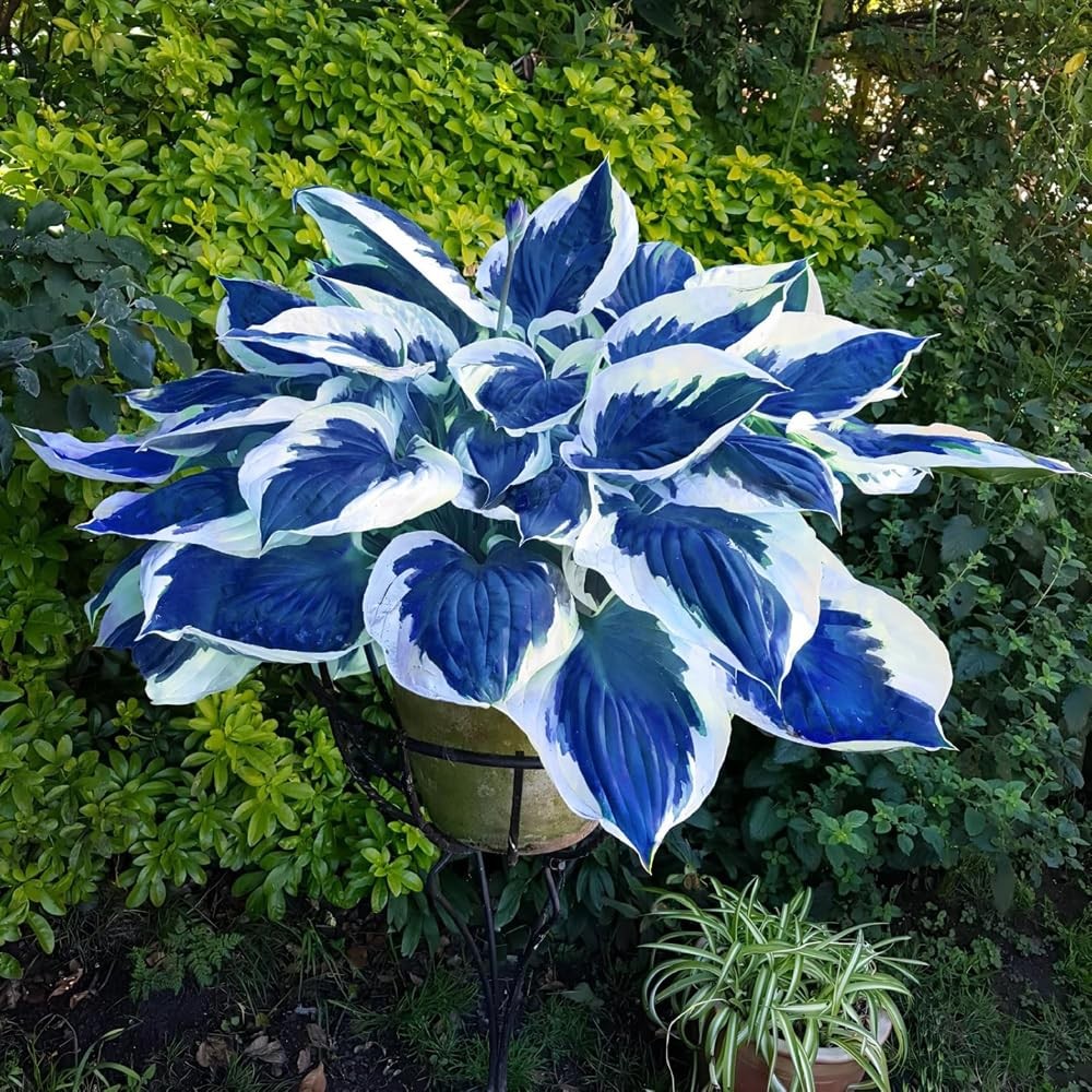 Mixrug Hosta Seeds Blue and Black (300+ Seeds),Hosta Seeds Blue Perennial for…