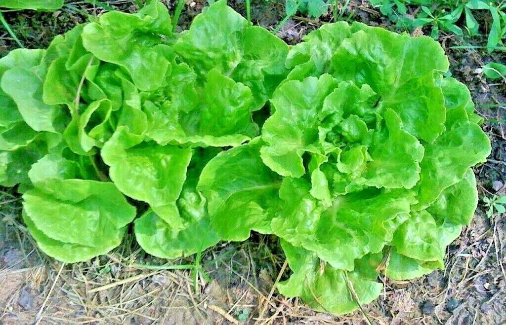 601+LITTLE GEM BUTTERHEAD Seed Leaf Lettuce Organic Spring Fall Garden Container