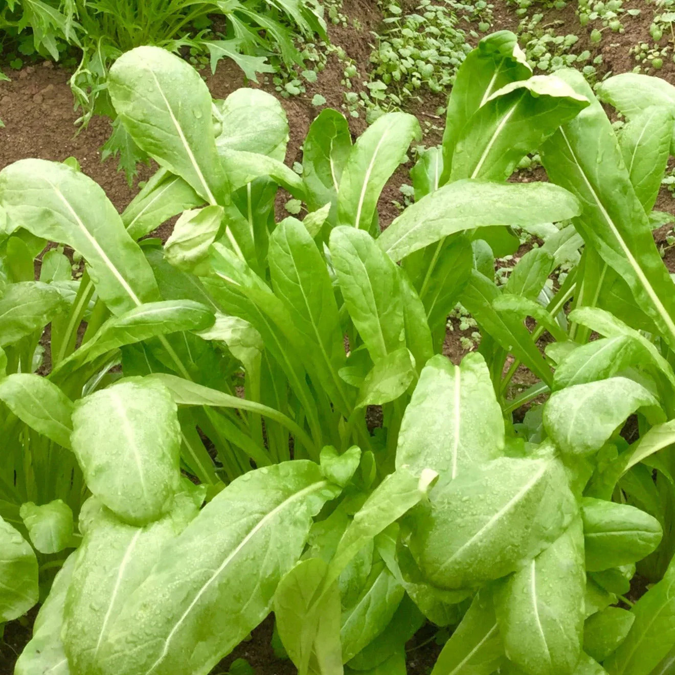 Mibuna Mustard Greens Seeds | みぶな Japonica Dento Yasai Mizuna Japanese Seed 2024