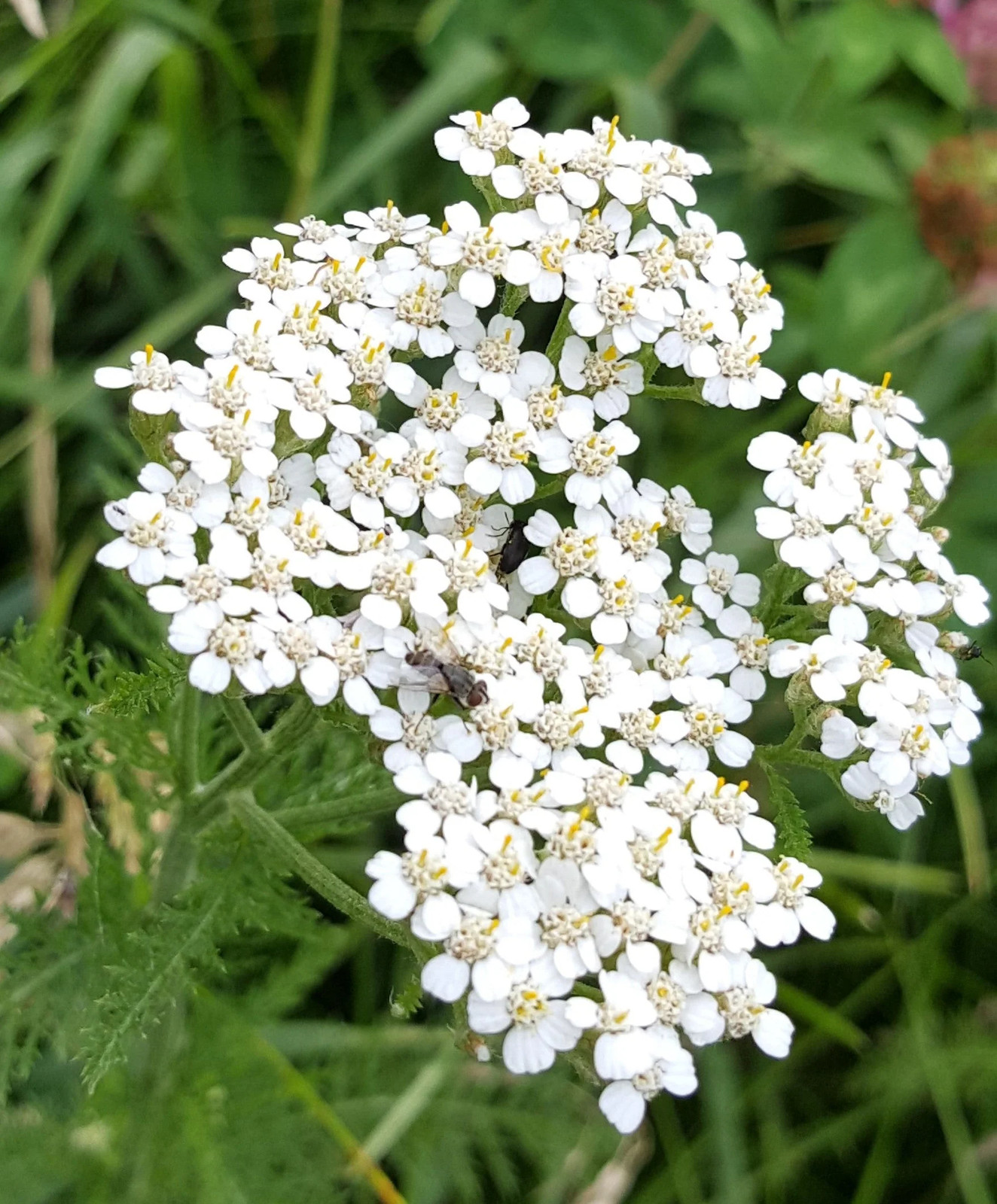 White Yarrow Seeds | Achillea Millefolium Milfoil Flower Seed 2024 Fast Shipping