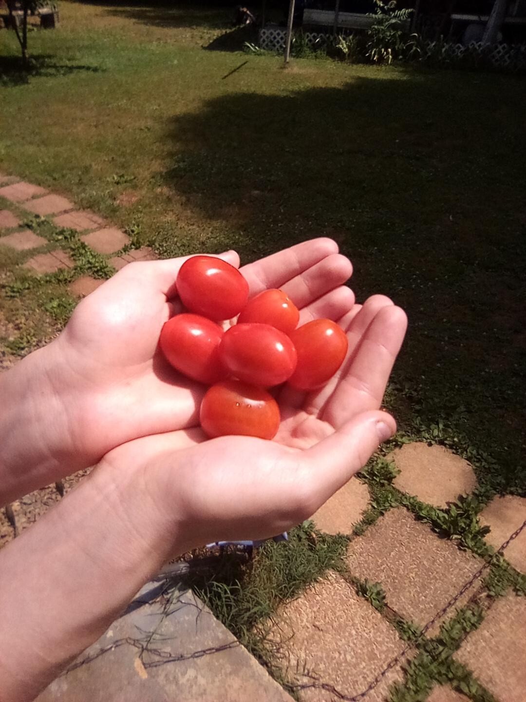 SWEET GRAPE TOMATO SEEDS, HEIRLOOM, 2024 SEED, FREE SHIPPING