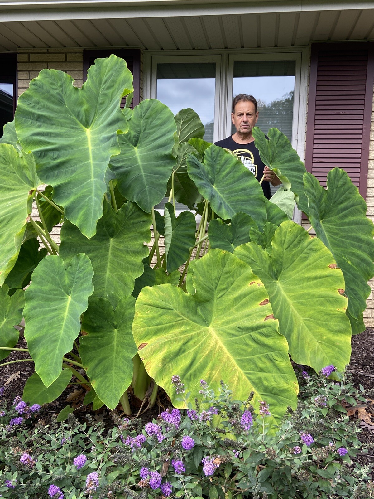 2 LARGE size Elephant Ear Bulbs….SPRING SALE!