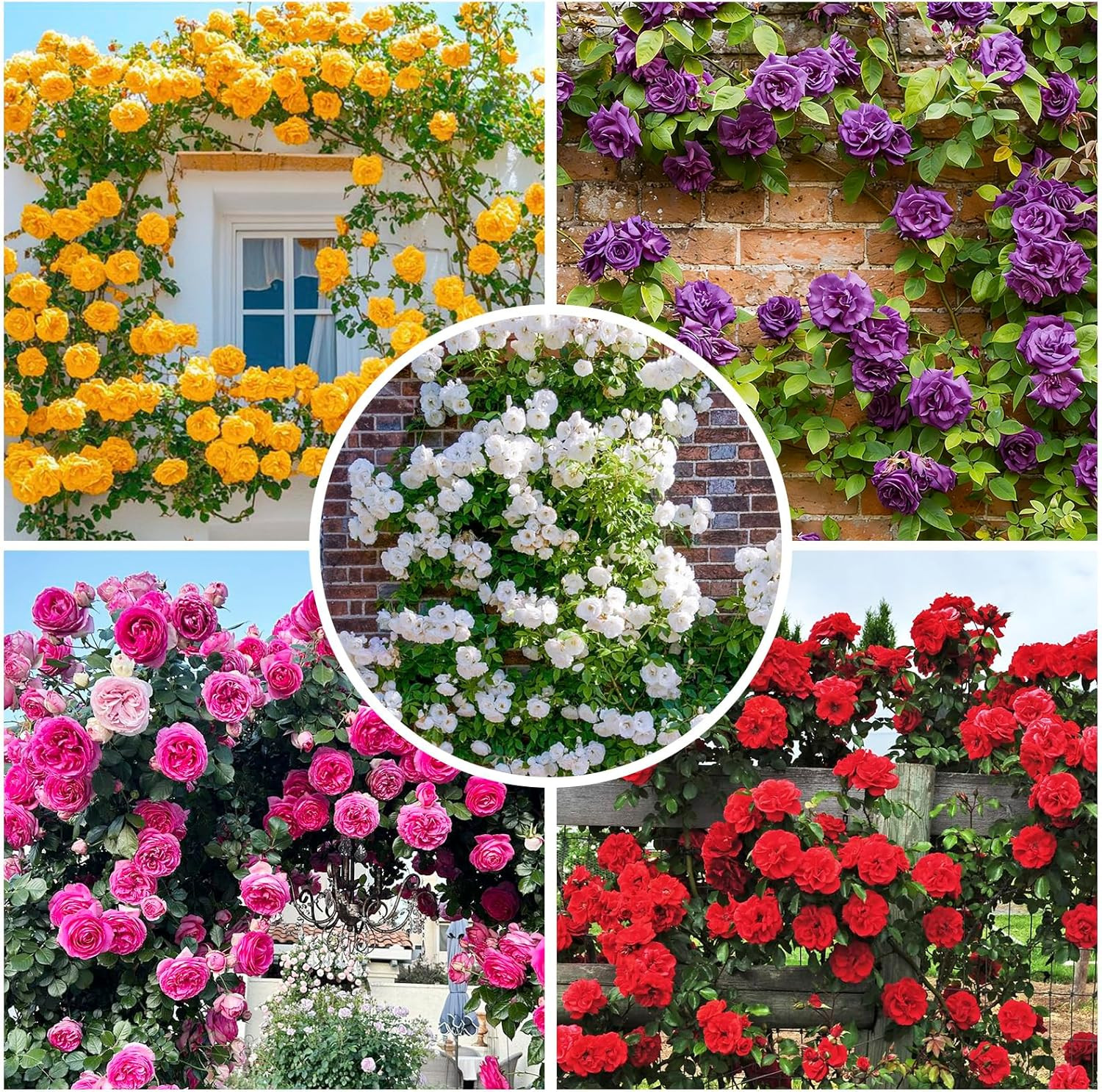 265+ Mix Rose Seeds for Planting in Ganden-Non-Gmo Heirloom Plant Climbing Rose