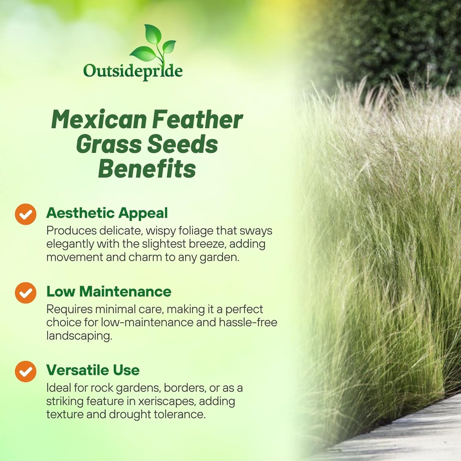 1000 Seeds Stipa Tenuissima Mexican Feather Drought Tolerant Ornamental
