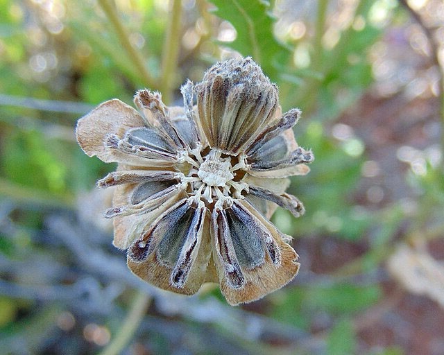 Berlandiera lyrata | Chocolate Flower | 10 Seeds
