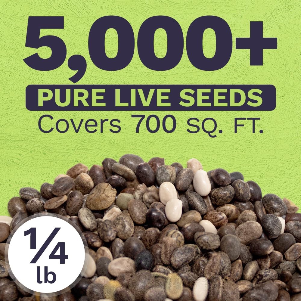 Russell Lupine Seeds – Bulk Quarter Pound Bag – Over 5,000 Open Pollinated No…