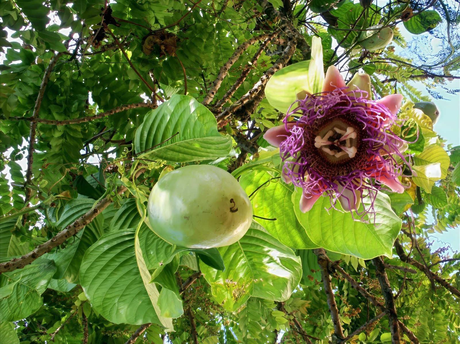 10 GIANT GRANADILLA SEEDS Passiflora quadrangularis Passionfruit Flower Plant