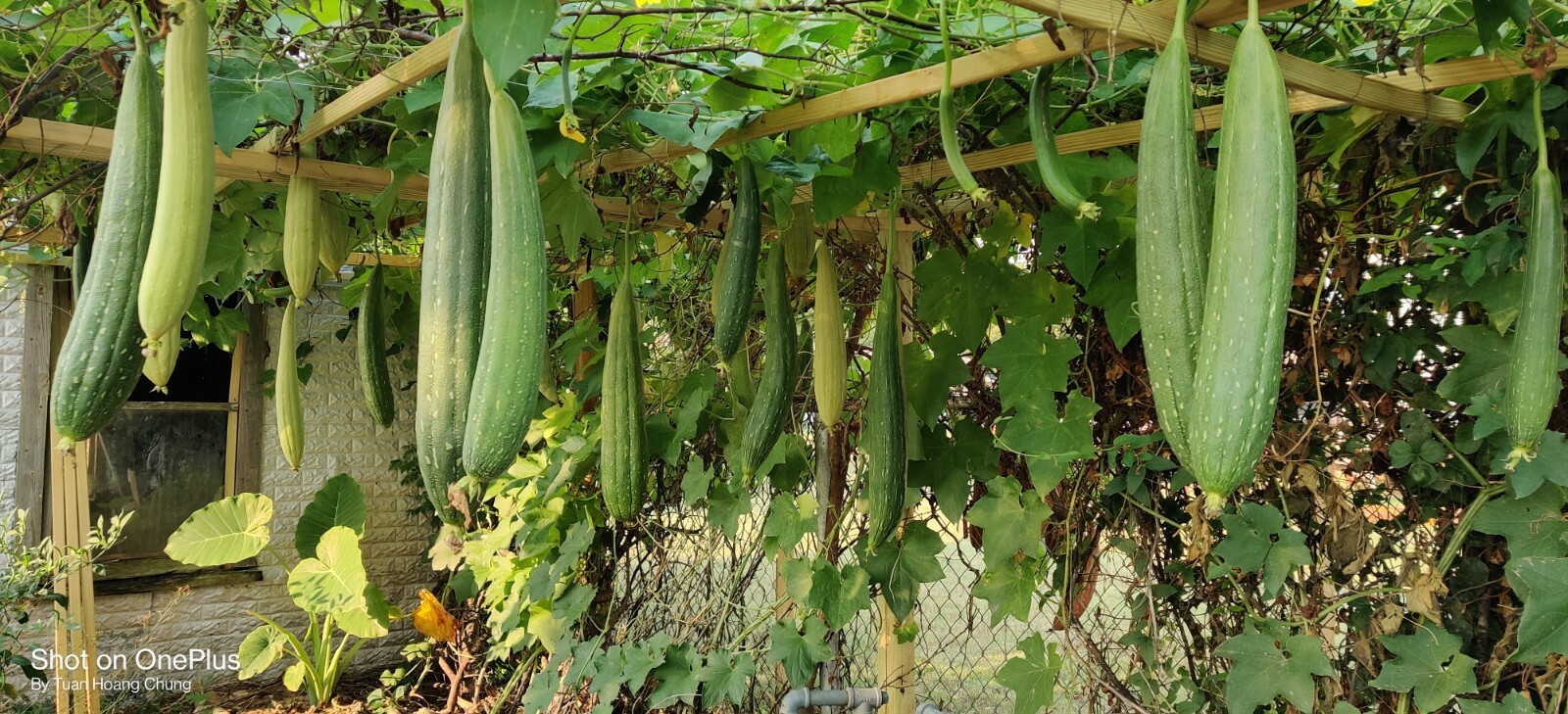 30 Luffa Gourd Seeds / Mướp Hương for 2025 season. US Seller