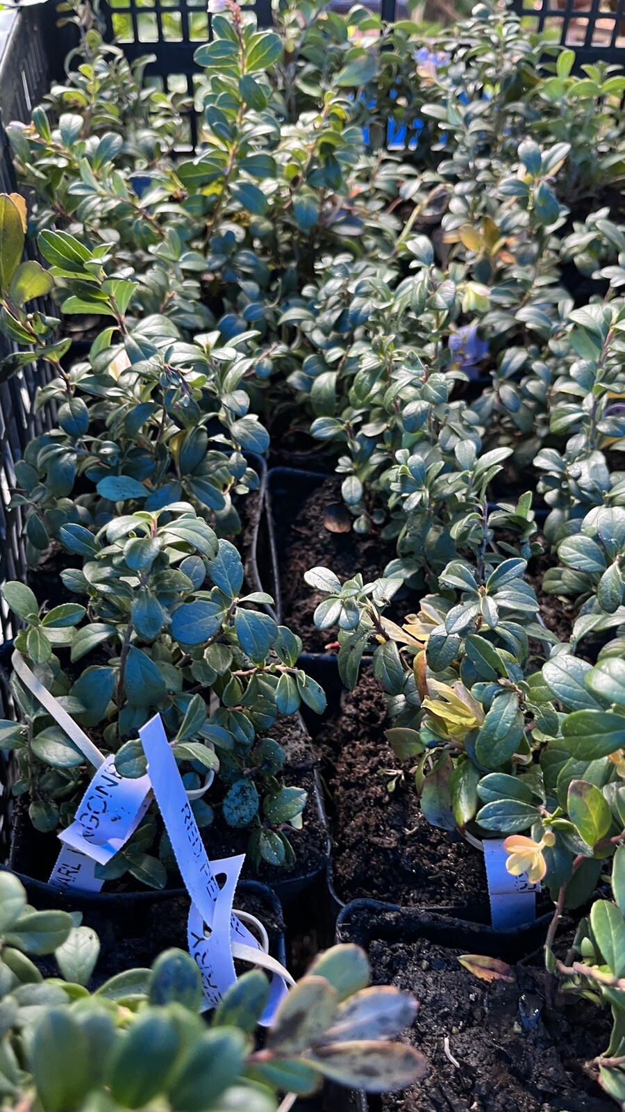 Linnea Lingonberry plant, well rooted plant 2-4 inches tall