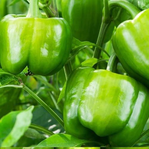 Emerald Giant Sweet Bell Pepper – 250 mg (~30 Seeds) – Non-GMO, 0.009 oz
