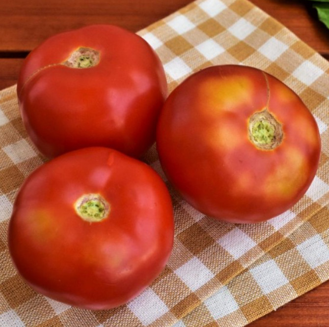 Tomato NEW YORKER Determinate Heirloom Container Plant Non-GMO 50 Seeds