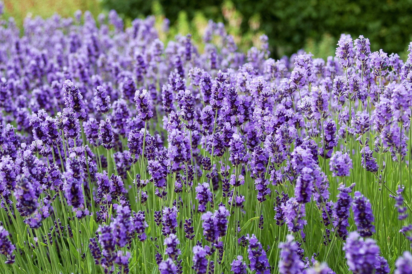 20 DWARF MUNSTEAD LAVENDER English Lavandula Angustifolia Flower Herb Seeds