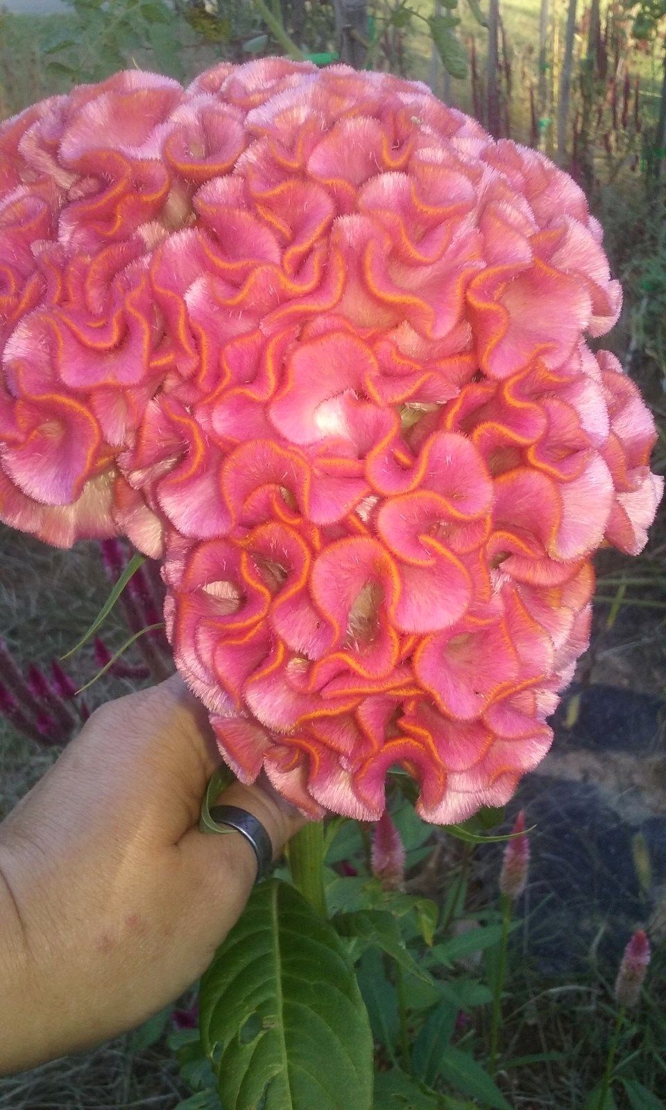 Light Pink Brain Celosia! 25 SEEDS! 2-4 ft tall Comb.S/H! OLD AMISH PLANT!
