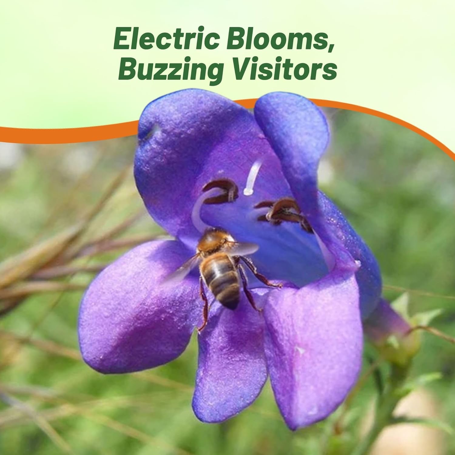25 Seeds Penstemon Heterophyllus Electric Blue Drought Tolerant Garden Plant