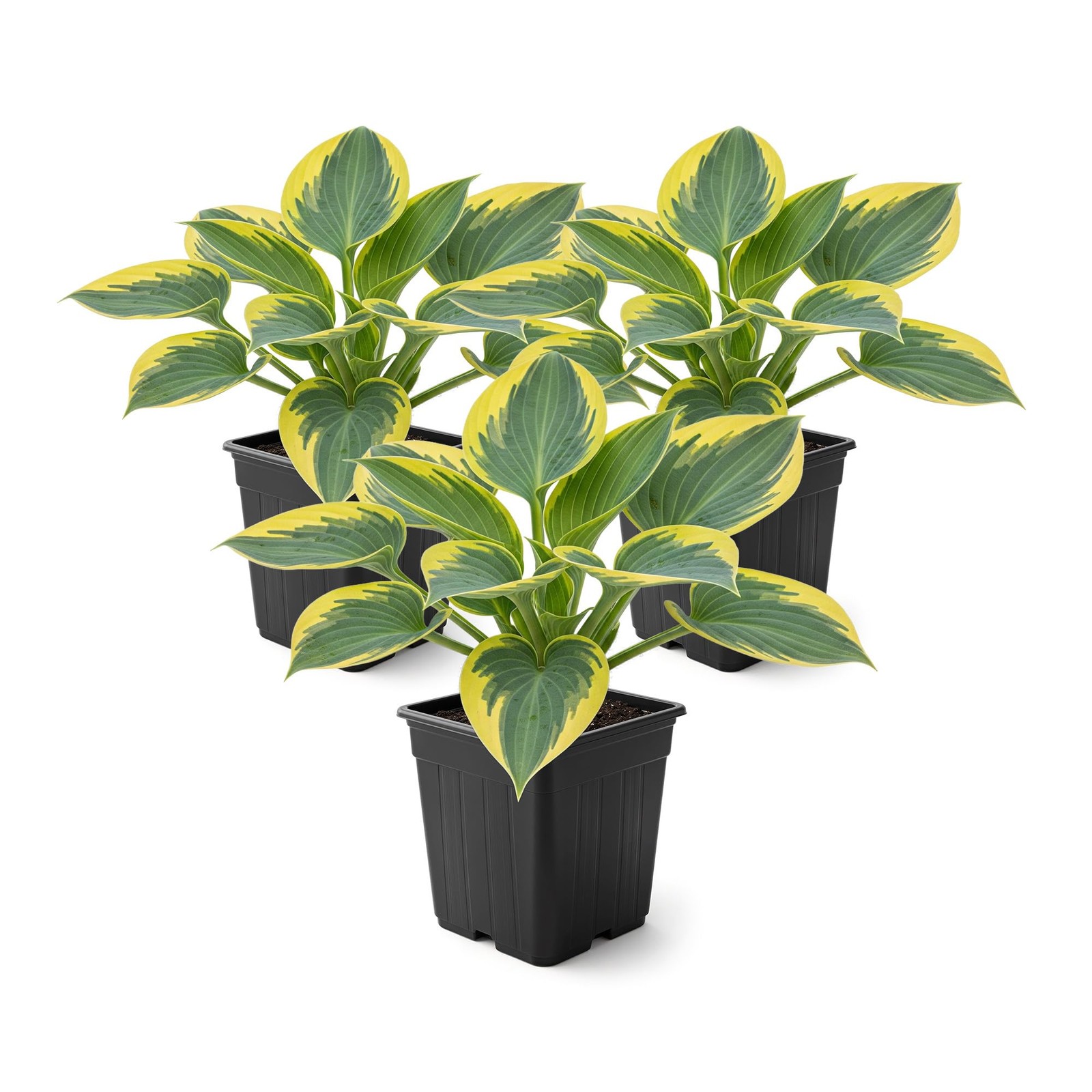 Hosta Plants First Frost Variety, 3 Per Pack, 10″ Tall, 1 Qt Pot